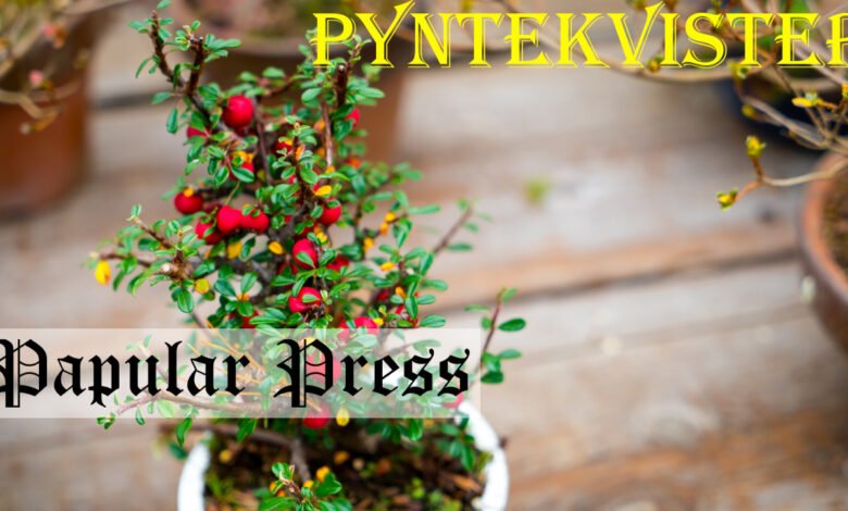 Pyntekvister